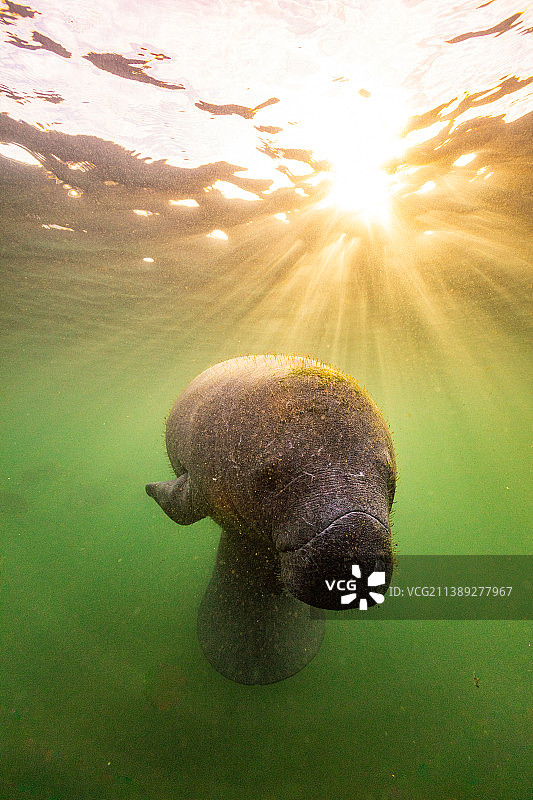 在佛罗里达州水晶河游泳的年轻海牛肖像图片素材