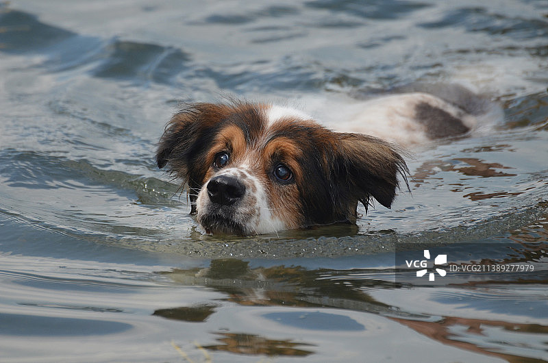 海中游泳的狗的特写图片素材