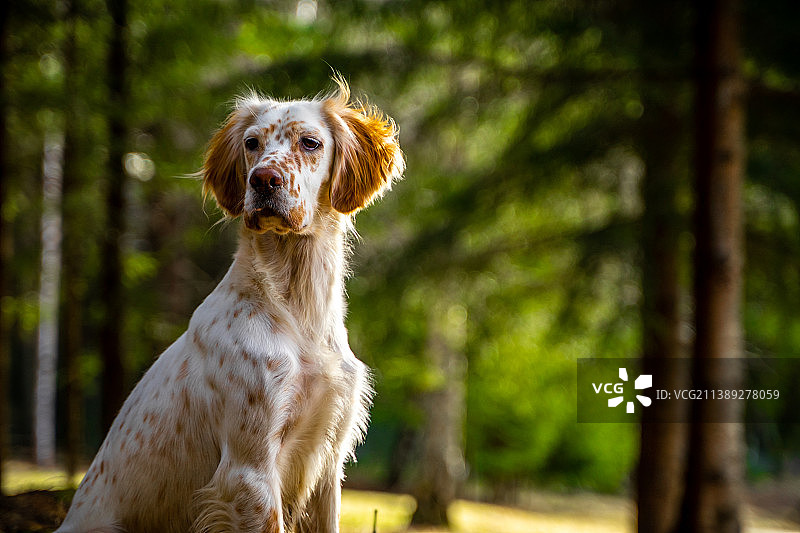英国雪达犬坐在森林里的肖像，挪威哈卡达尔图片素材