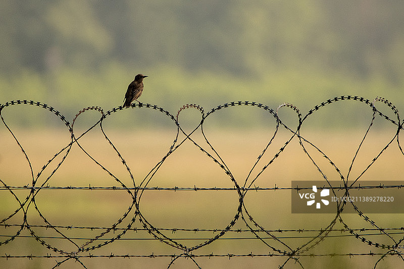 日落时分，栖息在带刺铁丝网上鸣禽的剪影仰视角度图片素材
