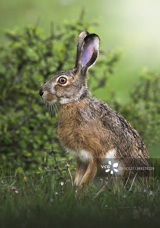 兔子在田野上特写，意大利图片素材