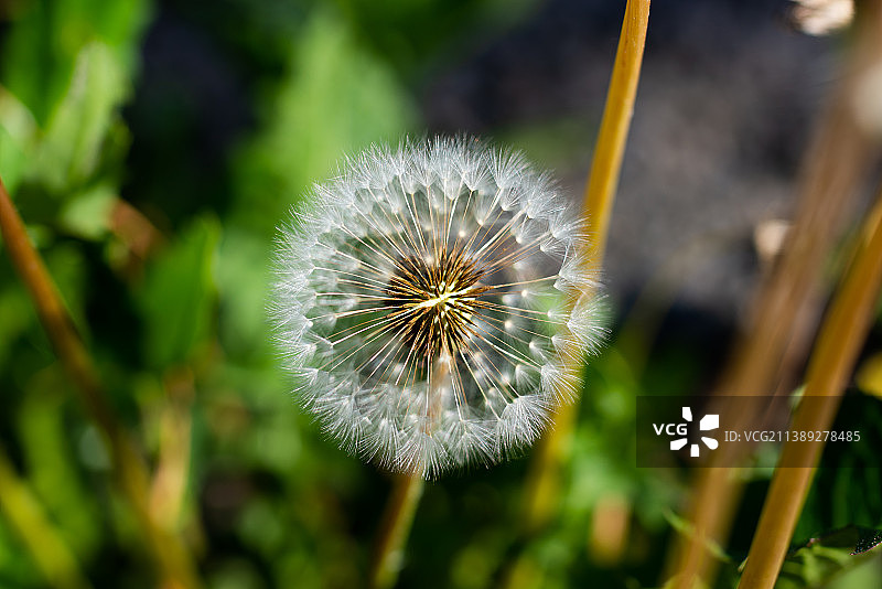 俄罗斯蒲公英花朵特写图片素材