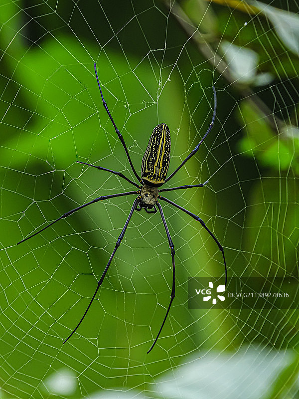 蛛网上的蜘蛛特写图片素材