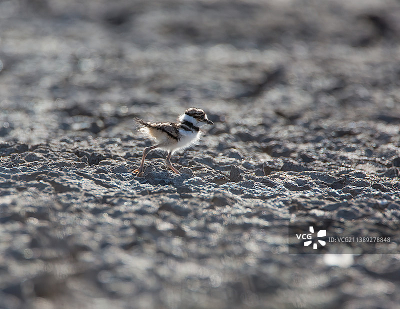 鸻鸟栖息在人行道上的特写图片素材