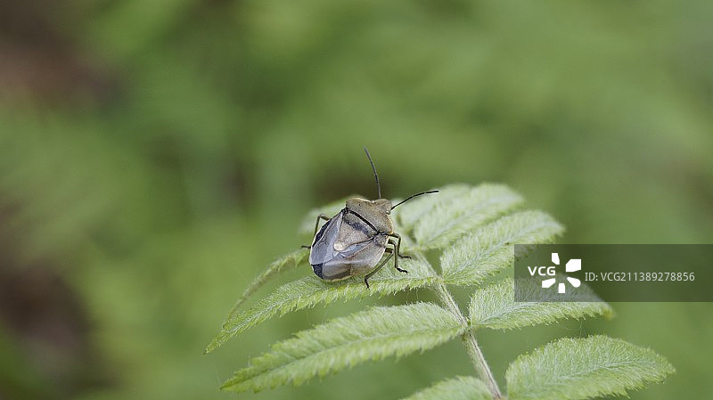 昆虫在树叶上的特写图片素材