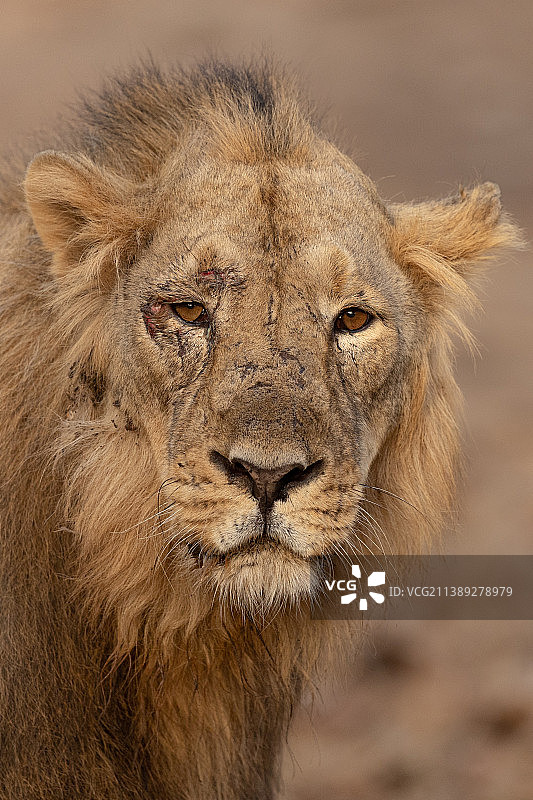 狮子特写图片素材