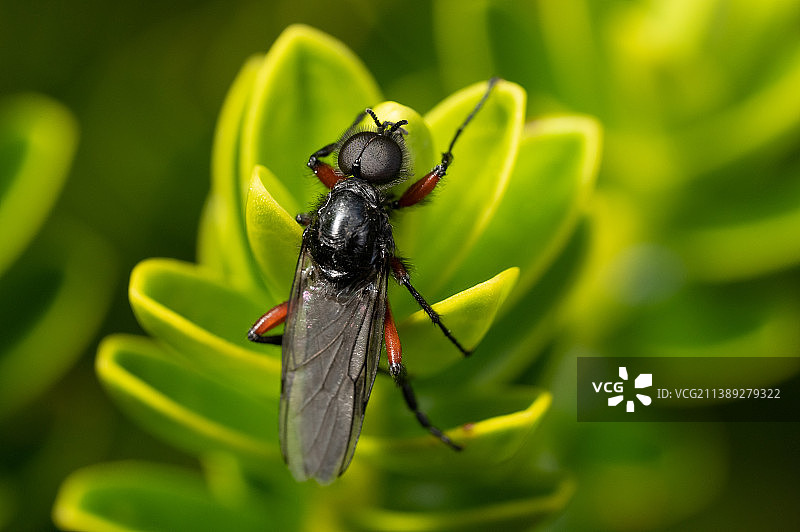 昆虫在树叶上的特写图片素材