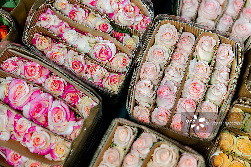 花市里待售的玫瑰花  粉红色玫瑰花图片素材