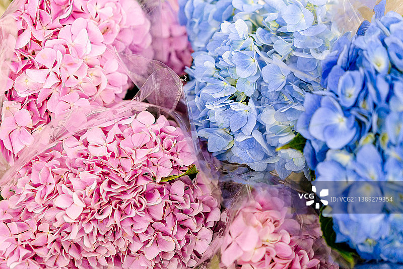蓝色和粉色的绣球花 粉色绣球花 鲜切花 特写镜头图片素材