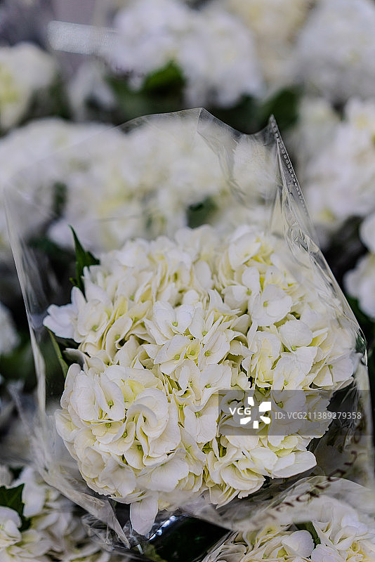 白绣球 绣球花 鲜切花 特写镜头图片素材