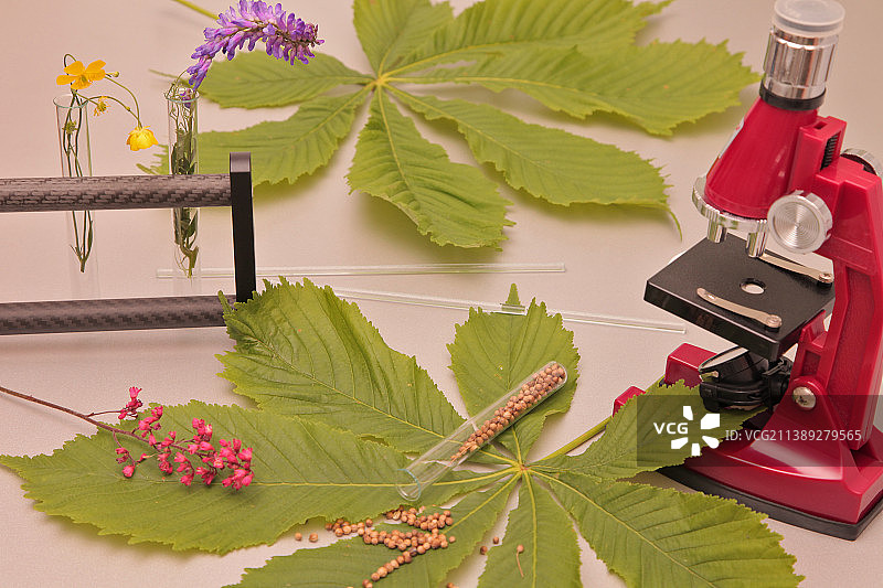 工艺桌上的完美植物学概念高角度视图图片素材