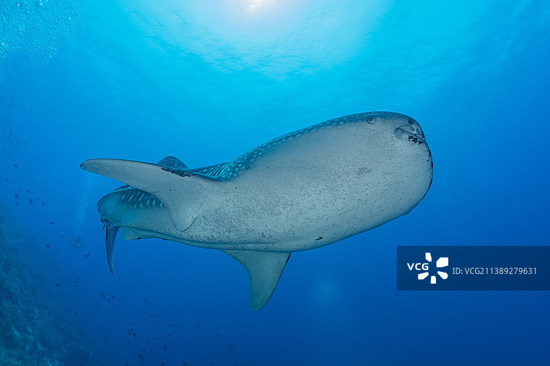 菲律宾图巴塔哈礁国家公园的鲸鲨图片素材