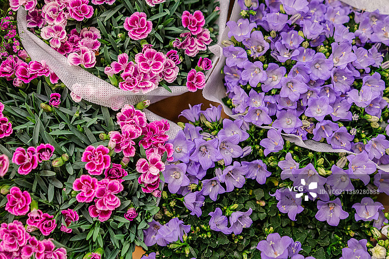 石竹花 风铃草 特写镜头图片素材
