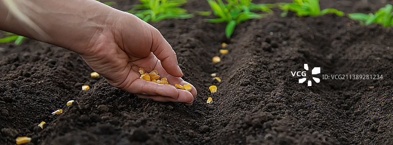在花园里把种子播种到土壤中，选择性聚焦图片素材