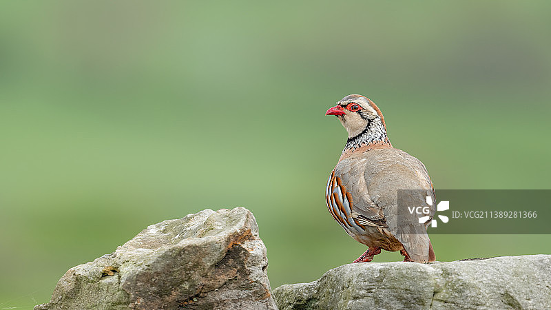 英国莱伯恩贝恩布里奇岩石上栖息的鹧鸪特写图片素材