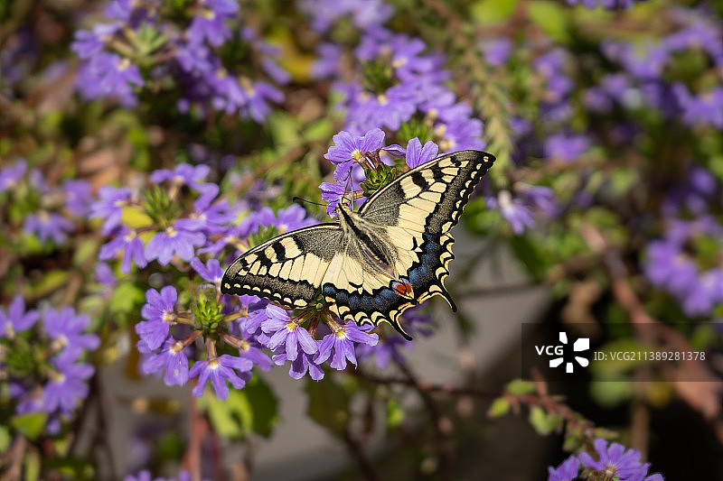 蝴蝶在紫色花朵上授粉的特写图片素材