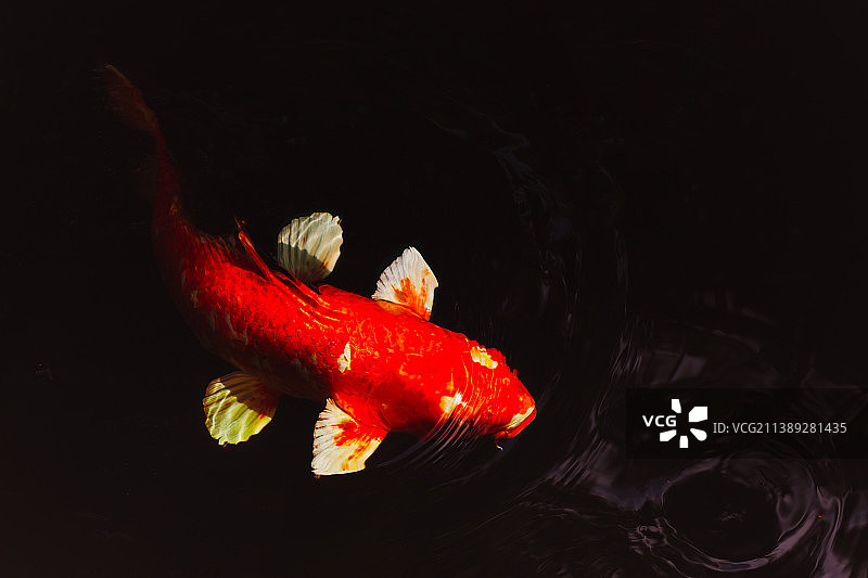 日本锦鲤在池塘中游泳孤立图片素材