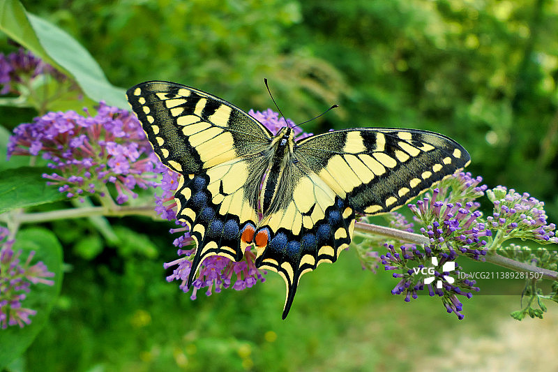 蝴蝶在紫色花朵上采蜜特写，法国多尔多涅图片素材