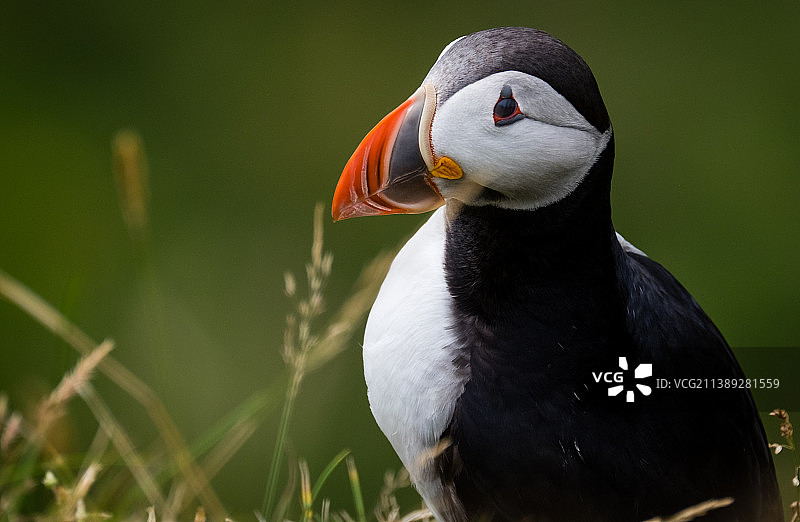 北大西洋海鹦栖息在田野上特写，冰岛图片素材