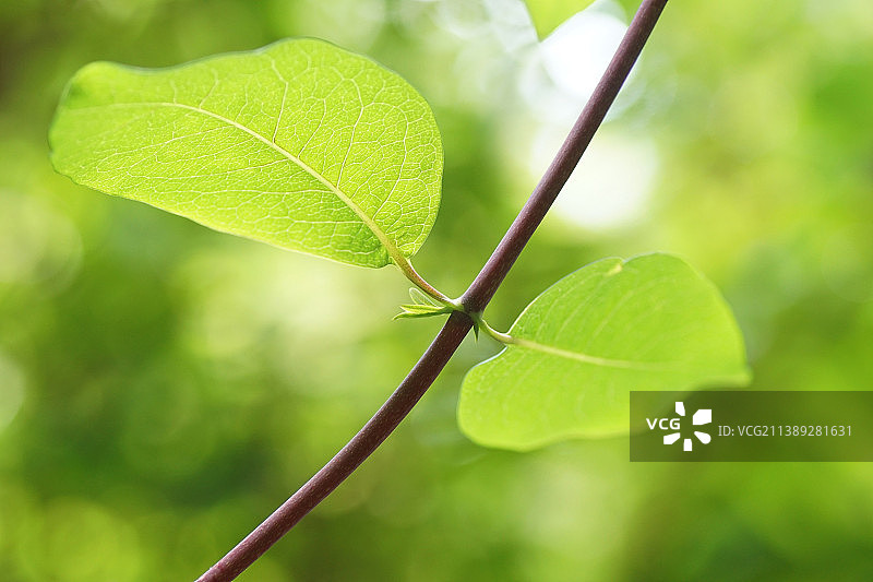 绿叶的特写图片素材