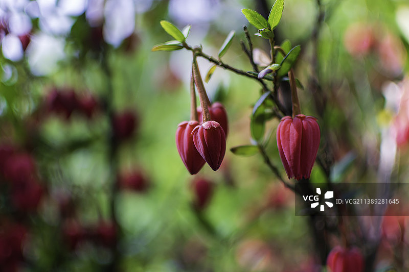 英国红色开花植物特写图片素材