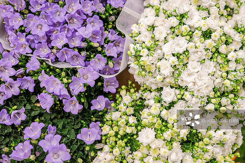 紫色风铃草和丹麦风铃草 白色鲜花图片素材