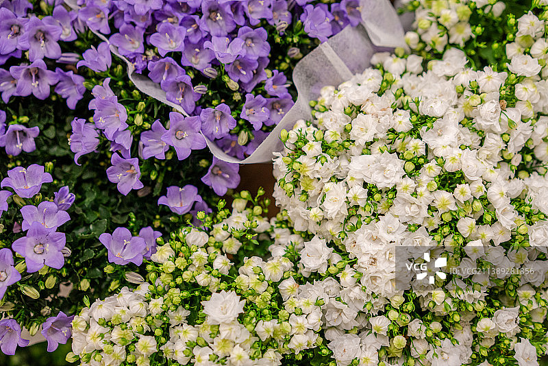紫色风铃草和丹麦风铃草 白色鲜花图片素材
