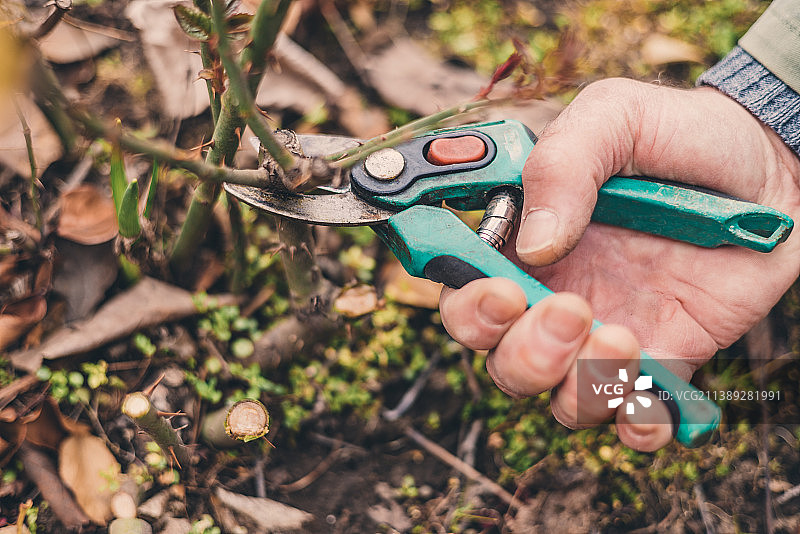用修剪机修剪玫瑰枝的农民，在春季花园中修剪植物图片素材