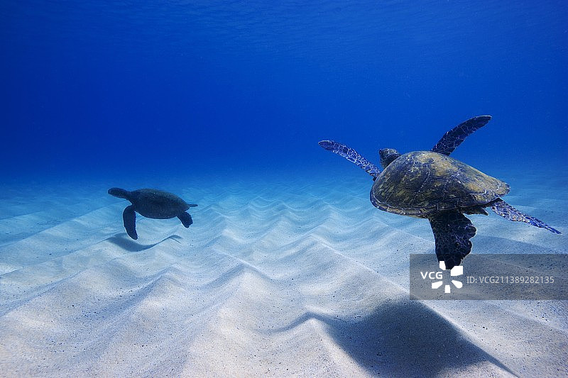 在夏威夷火奴鲁鲁清澈的蓝色海洋中游泳的海龟图片素材