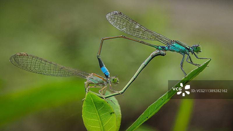 蜻蜓在植物上的特写图片素材
