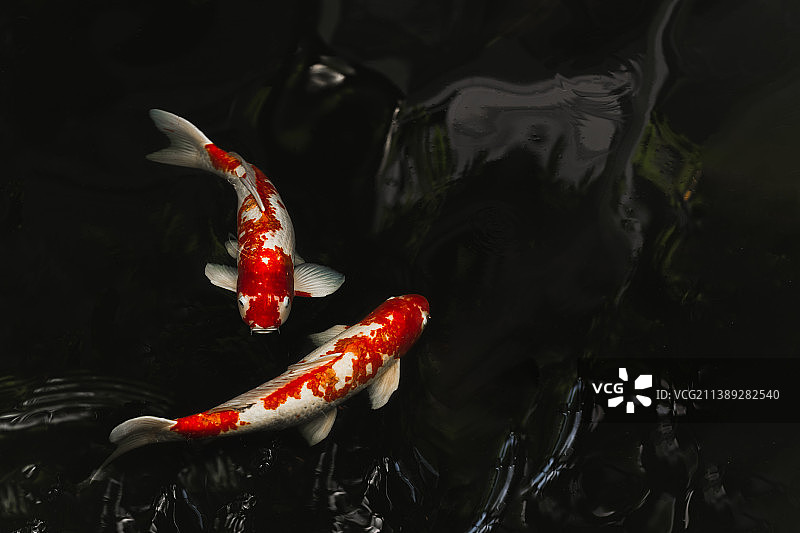 日本黑色背景池塘中游动的锦鲤图片素材