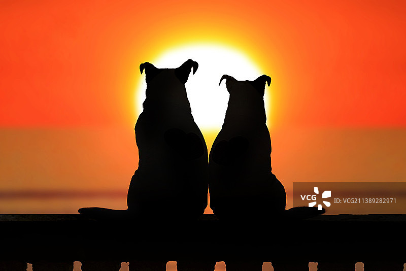 两只狗坐在挡土墙上的剪影，橙色天空日落，印度尼西亚图片素材