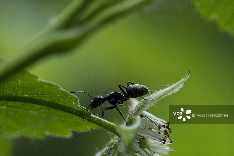 绿叶上的蚂蚁特写图片素材