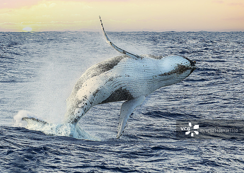 澳大利亚新南威尔士州麦夸里港，海豚在海中游泳图片素材