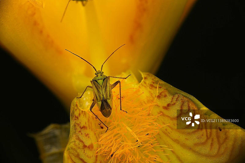 黄色树叶上的蝴蝶特写，美国约翰·麦克拉伦公园图片素材