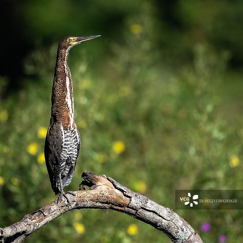 马托格罗索州苍鹭栖息在树枝上的特写图片素材
