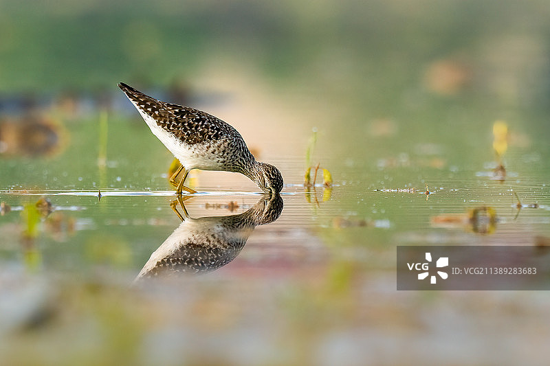 特写：湖中的林鹬图片素材