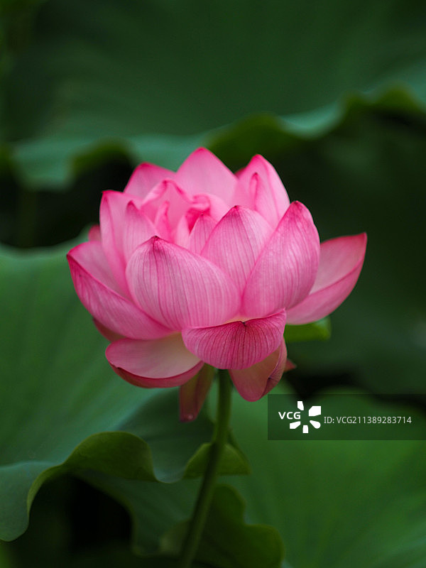 日本上野国家公园盛开的荷花图片素材