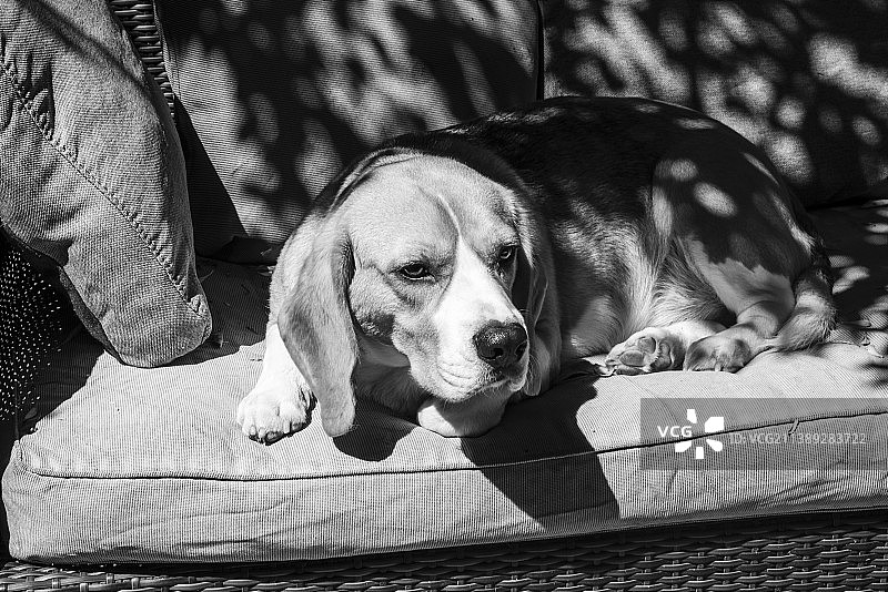 米格鲁犬在新南威尔士州纽敦家中沙发上放松的特写，澳大利亚图片素材