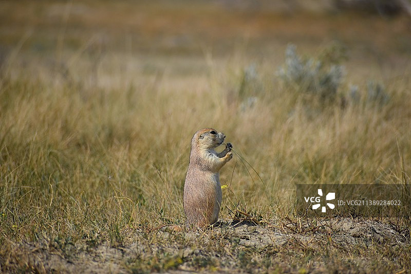 田野上的松鼠特写图片素材