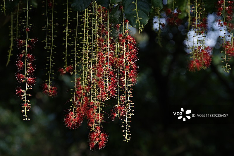 红花玉蕊图片素材