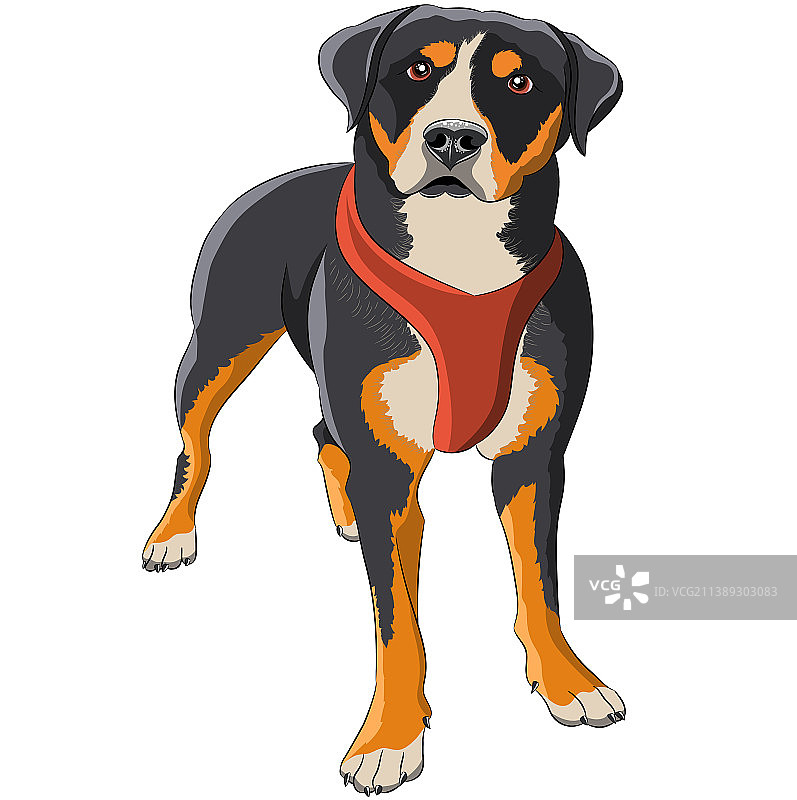 罗威纳犬绘画图片素材