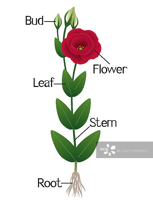 洋桔梗植物的各个部分图片素材