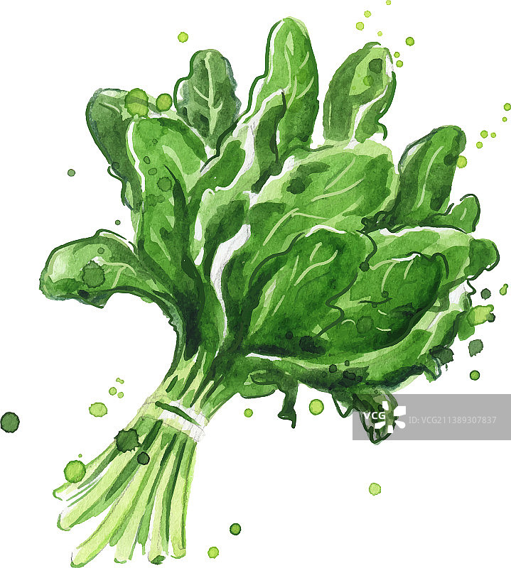 水彩菠菜图片素材