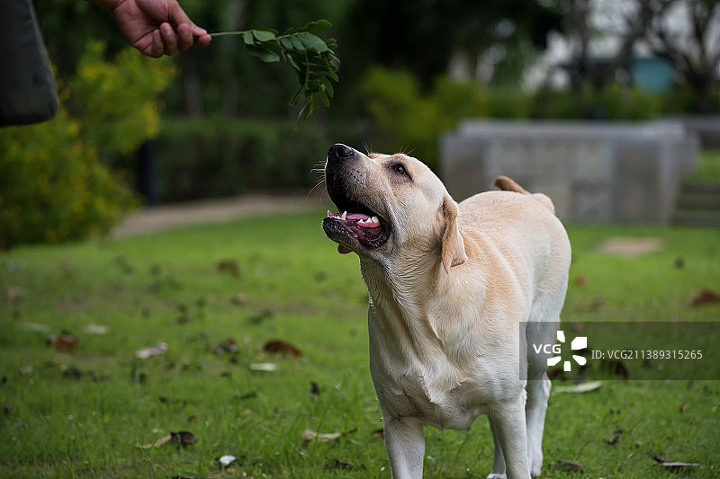 快乐的白色拉布拉多犬和它的主人在泰国曼谷的公园里图片素材