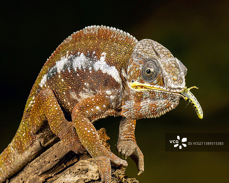 英国林伍德植物上的变色龙特写图片素材