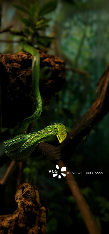 树上的蝰蛇特写图片素材