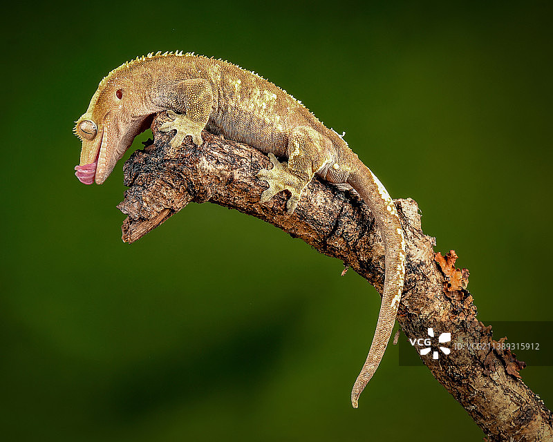 英国林伍德树枝上的壁虎特写图片素材