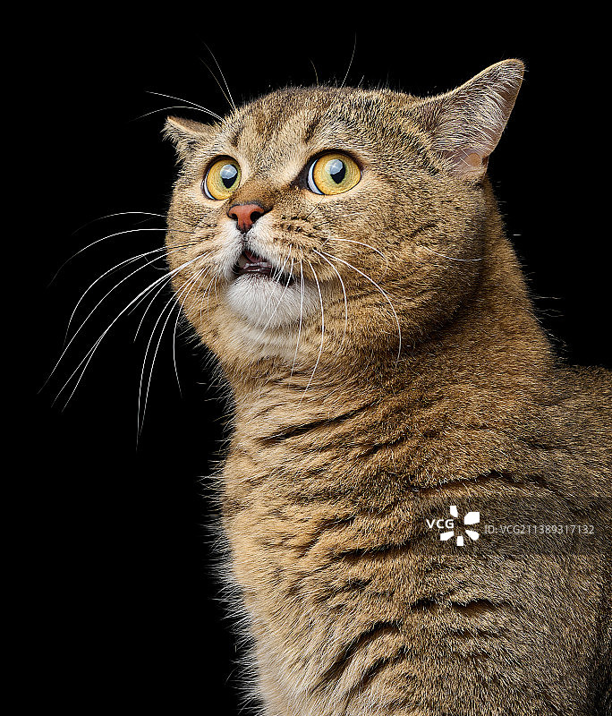 坐在黑色背景上的成年灰色苏格兰直猫图片素材