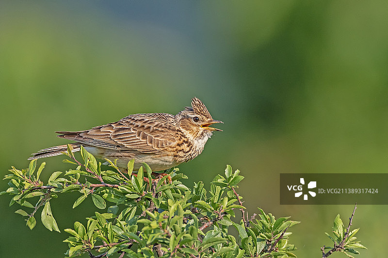 德国普莱特的鸣鹨栖息在植物上特写图片素材